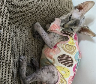 기타 무료분양