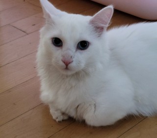 기타 무료분양
