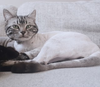 아메리칸 숏헤어 무료분양