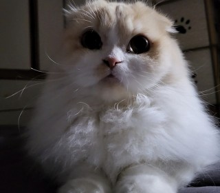 기타 무료분양