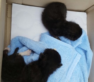 한국 고양이 무료분양