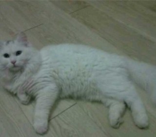 터키쉬앙고라 무료분양