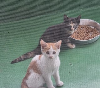 한국 고양이 무료분양