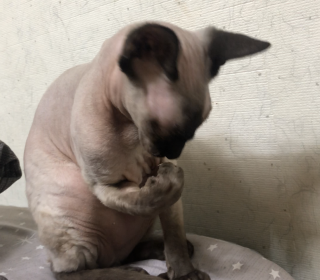 기타 무료분양