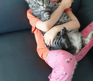 스코티쉬 폴드 무료분양