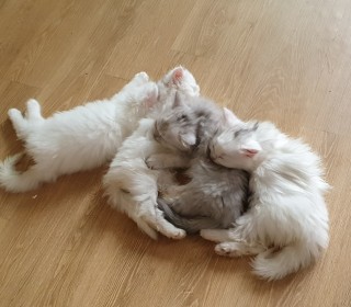 페르시안 무료분양