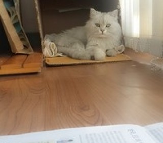 페르시안 무료분양