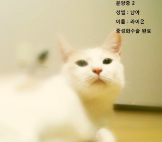 한국 고양이 무료분양