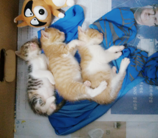 한국 고양이 무료분양