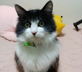 한국 고양이 무료분양