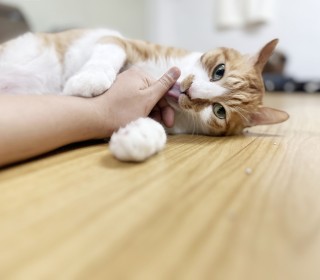한국 고양이 무료분양