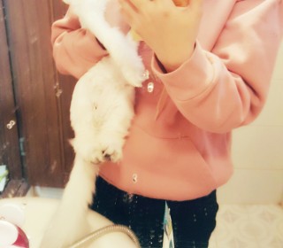 페르시안 무료분양