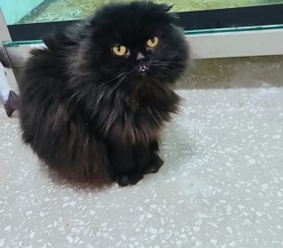 스코티쉬 폴드 무료분양