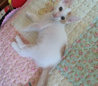한국 고양이 무료분양