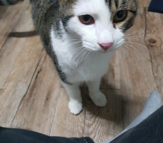 기타 무료분양