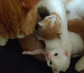 한국 고양이 무료분양