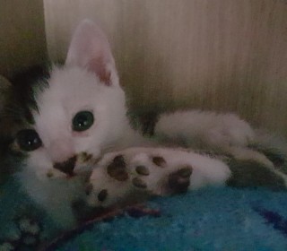한국 고양이 무료분양
