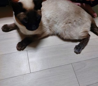 샴 무료분양