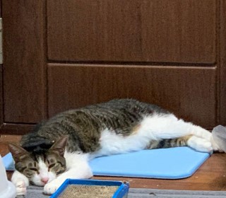 한국 고양이 무료분양