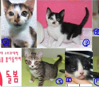 한국 고양이 무료분양