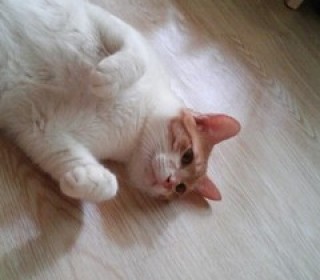 한국 고양이 무료분양