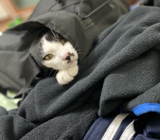 한국 고양이 무료분양