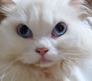 페르시안 무료분양