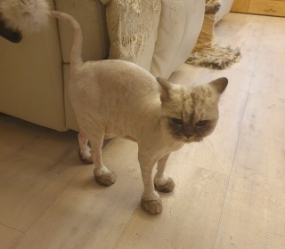 페르시안 무료분양