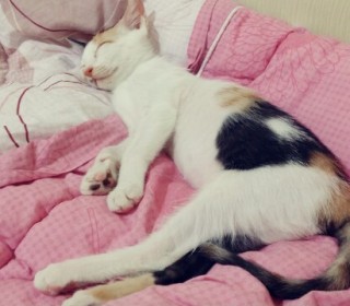 한국 고양이 무료분양