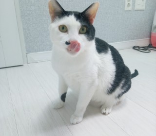 한국 고양이 무료분양