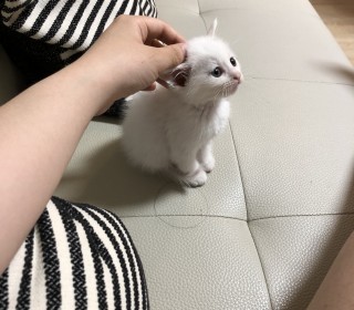 페르시안 무료분양