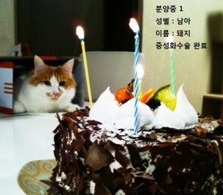 한국 고양이 무료분양