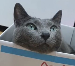 러시안 블루 무료분양