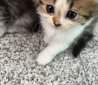 기타 무료분양