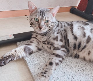 기타 무료분양