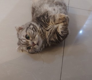 기타 무료분양