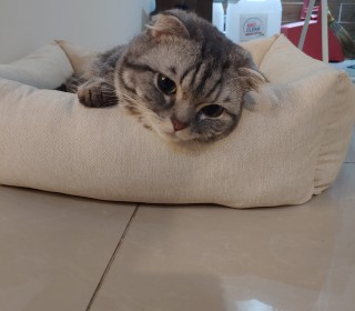기타 무료분양