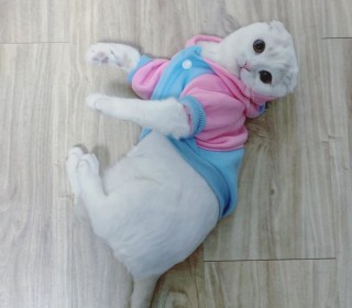 스코티쉬 폴드 무료분양