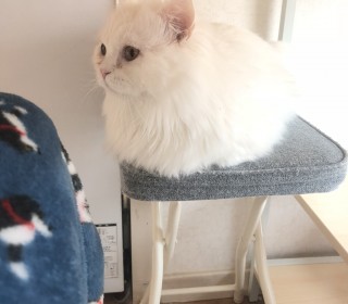 기타 무료분양