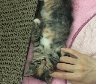 한국 고양이 무료분양