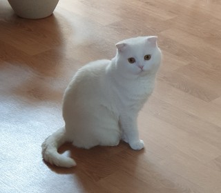 스코티쉬 폴드 무료분양