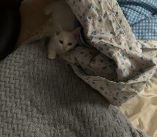 페르시안 무료분양