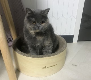 브리티쉬숏 무료분양