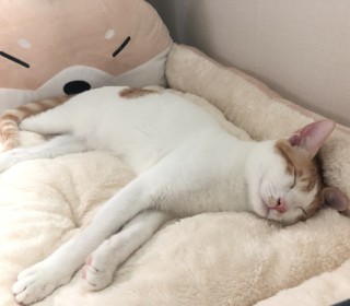 한국 고양이 무료분양