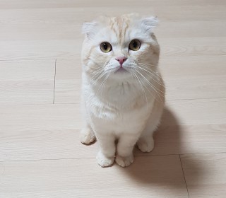스코티쉬 폴드 무료분양
