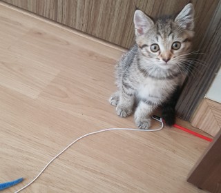 기타 무료분양