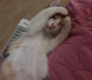 한국 고양이 무료분양