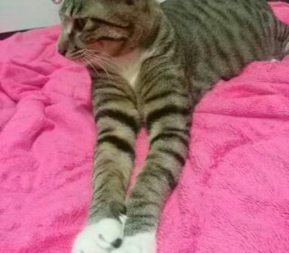 한국 고양이 무료분양