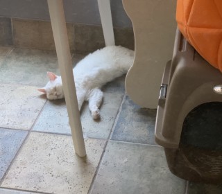 기타 무료분양