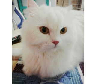 터키쉬앙고라 무료분양